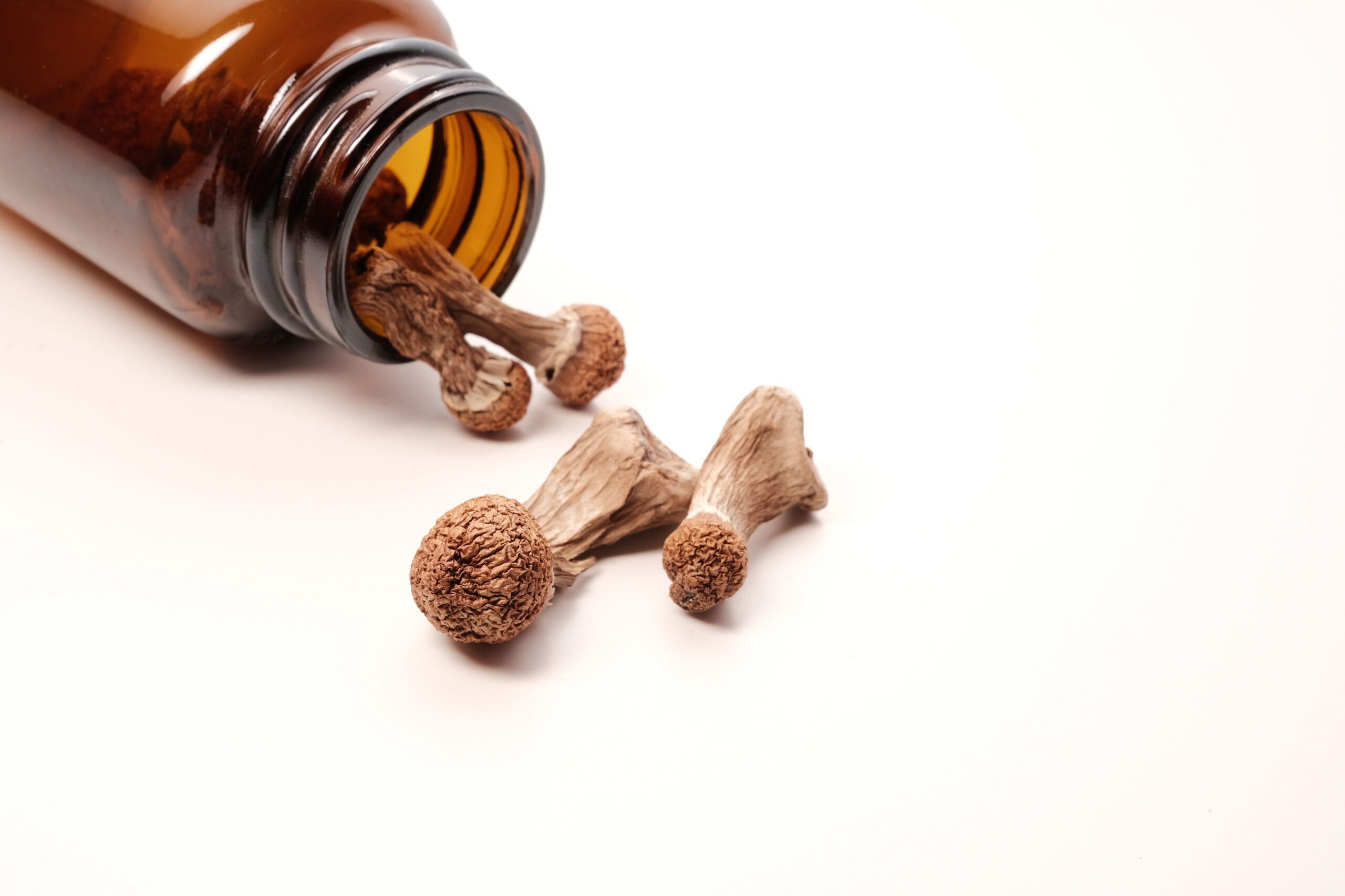 Dried psilocybin mushrooms Psilocybe cubensis spilled from a storage jar onto a white surface. The concept of medical microdosing